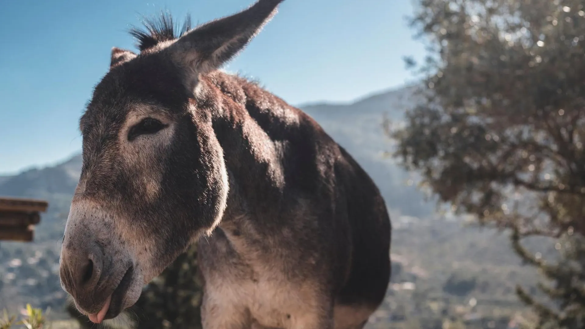 Farm stay Sa Pedrissa Villa Deia